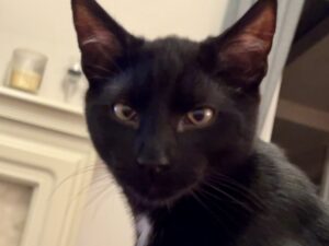 black cat looking straight at the camera