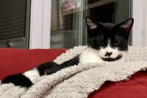 Black and white cat on a blanket