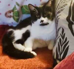 black and white timid cat looking at the camera on a red blanket
