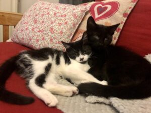 two kittens curled up on a red chair.